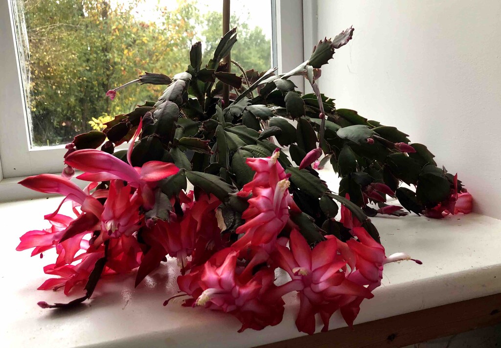 Thanksgiving Flowering Cactus by arkensiel