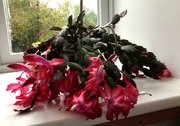 18th Nov 2023 - Thanksgiving Flowering Cactus