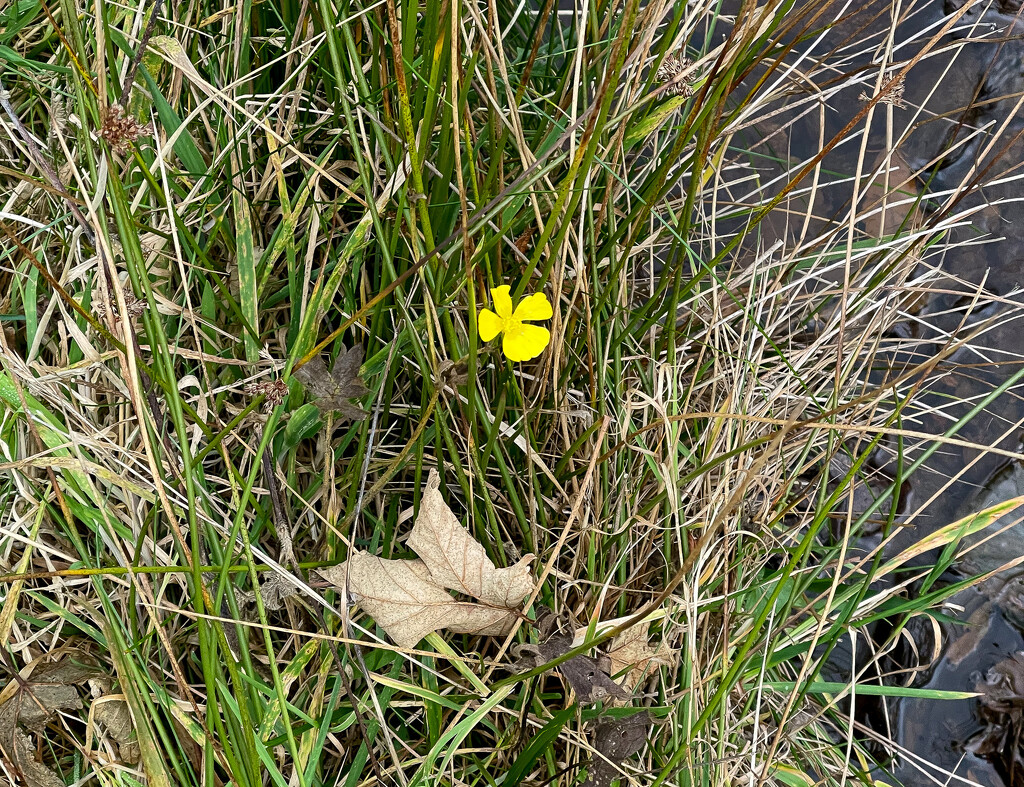 Lesser Spearwort by lifeat60degrees