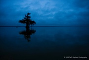 14th Nov 2023 - Lone Cypress during the Blue Hour