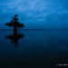Lone Cypress during the Blue Hour by taffy