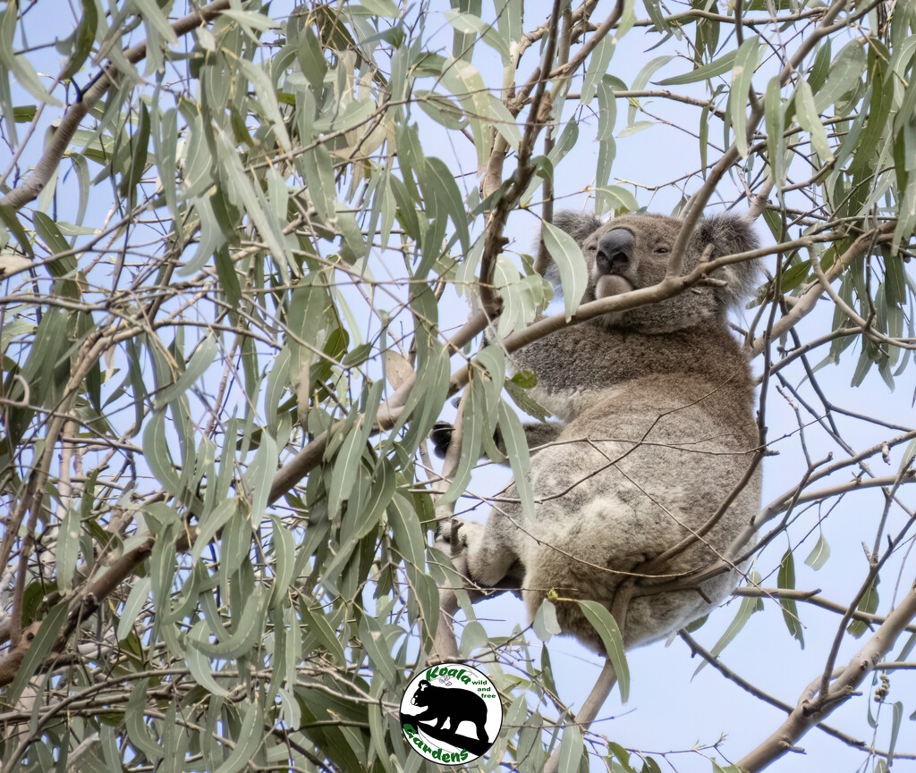 Maverick in the treetops by koalagardens