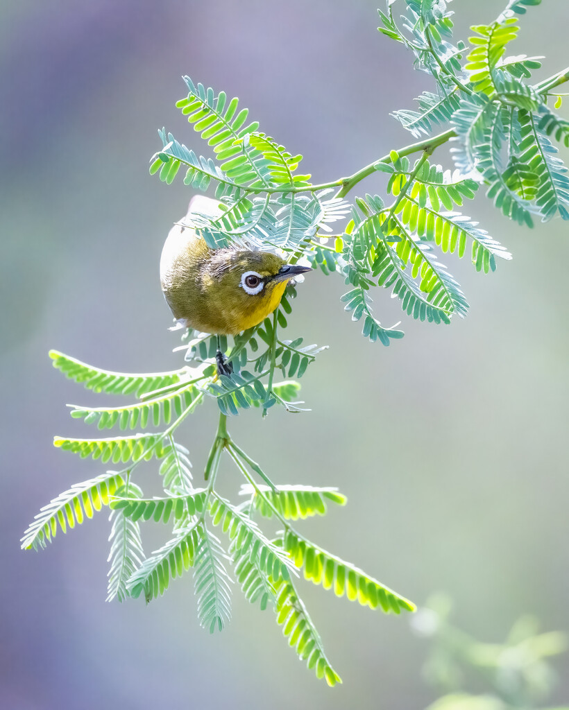 Warbling white-eye by nicoleweg