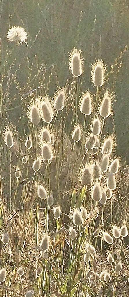 Bunny tails lots of them here by Dawn