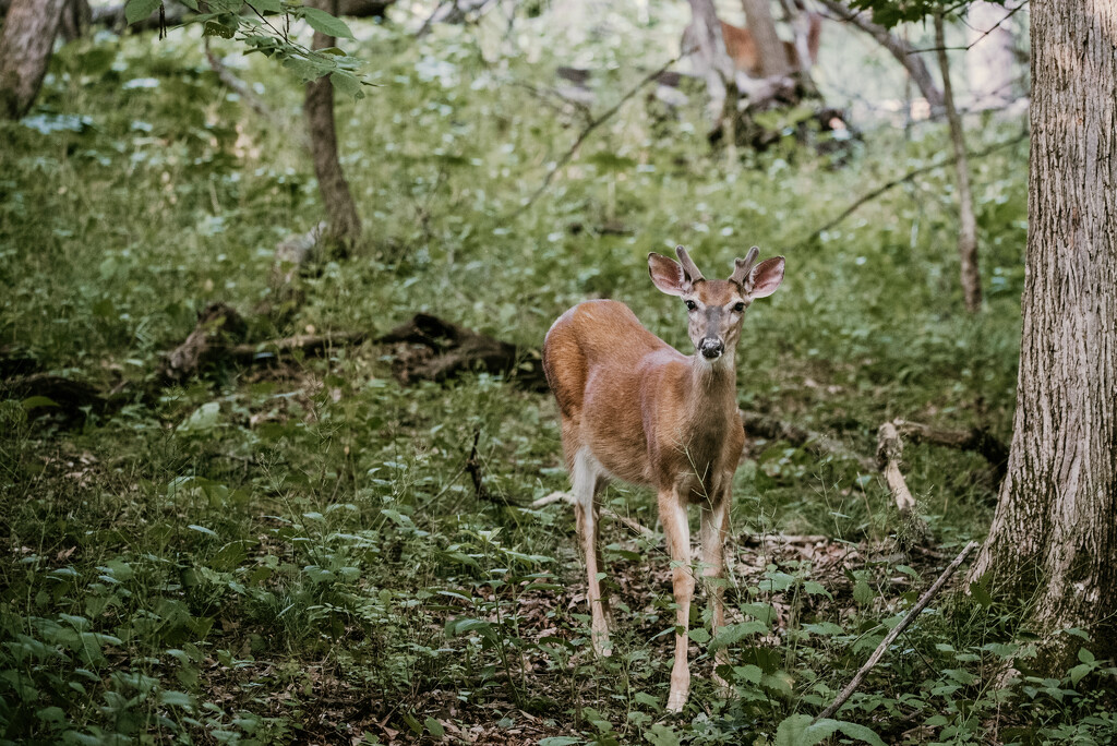 Button Buck by mistyhammond