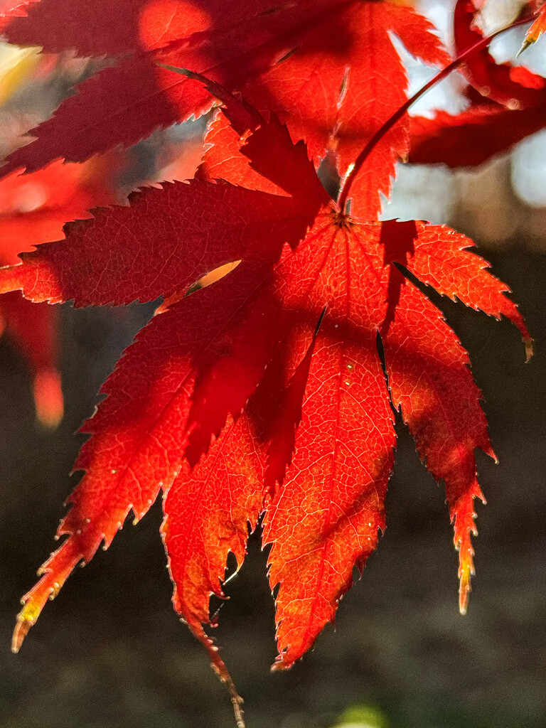 Red Maple Leaves by k9photo