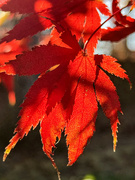 16th Nov 2023 - Red Maple Leaves