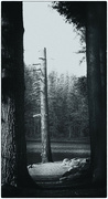 18th Nov 2023 - Bokeh #23/30- Forest through the Trees
