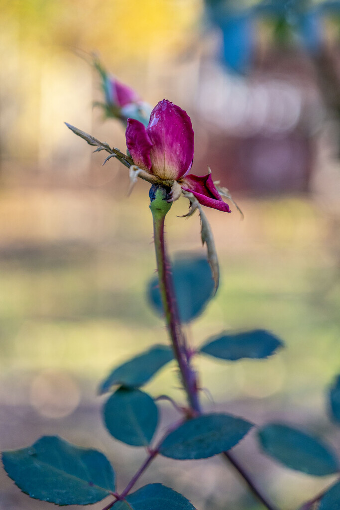 Late Bloomer  by kvphoto