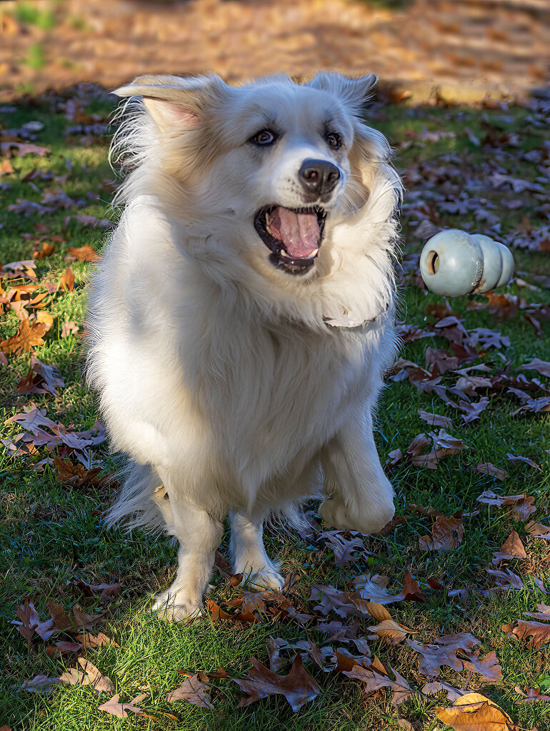Playing Catch by kvphoto