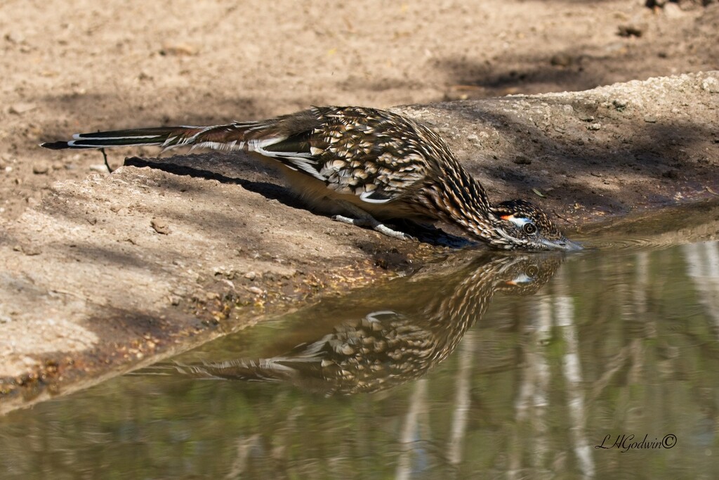 LHG_7170 Road runner takes a drink by rontu
