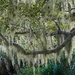 Spanish Moss by falcon11