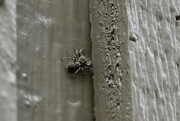 16th Nov 2023 - Spider on the window frame