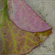 18th Nov 2023 - 18 - Floating Leaf