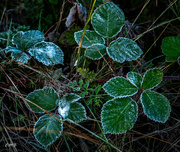 16th Nov 2023 - Frosty leaves