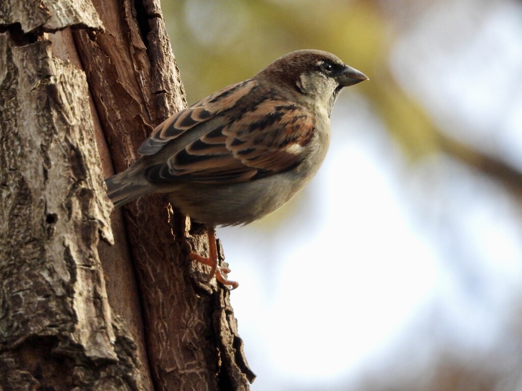 Sparrow lookout by amyk