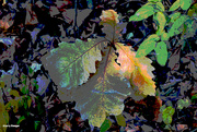 18th Nov 2023 - Burr Oak Leaf artistic