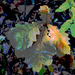 Burr Oak Leaf artistic by larrysphotos