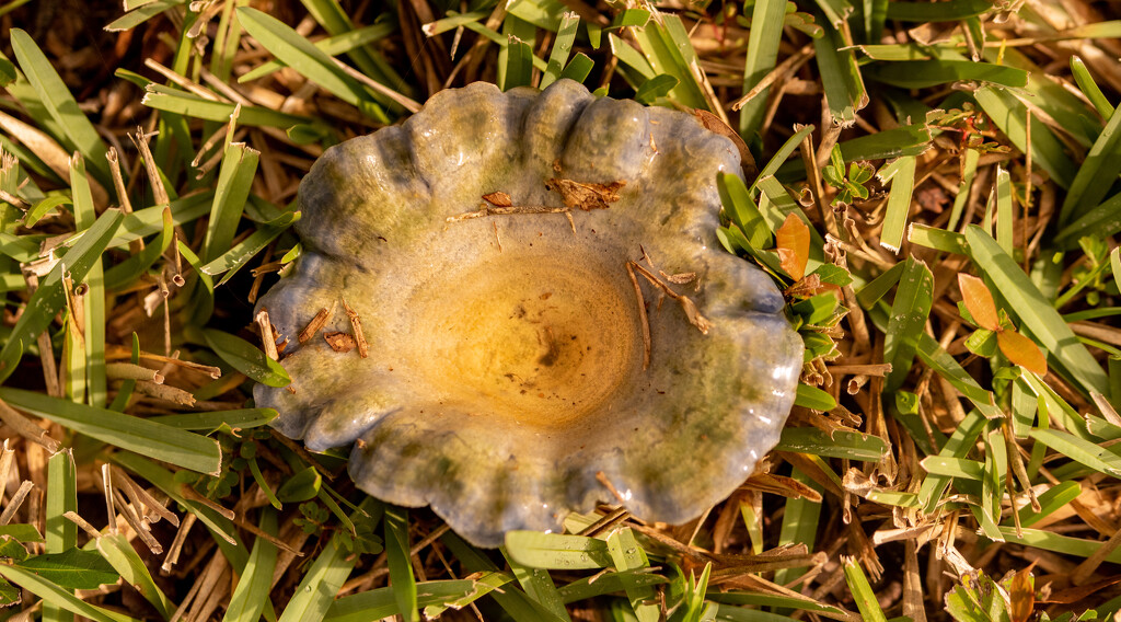 Mushroom or Fountain! by rickster549