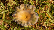 18th Nov 2023 - Mushroom or Fountain!