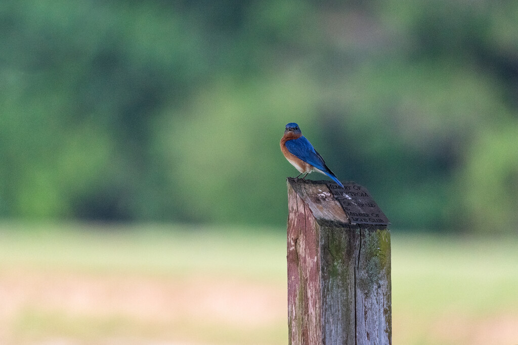 Pretty Blue Bird by mistyhammond