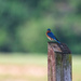 Pretty Blue Bird by mistyhammond