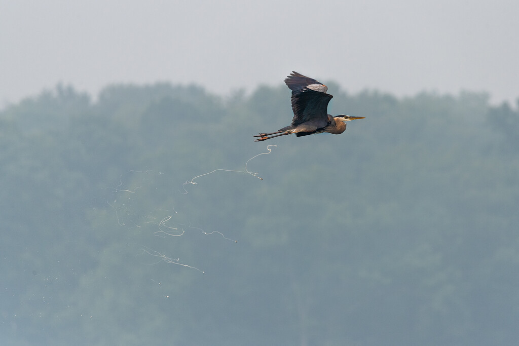 Heron over water by mistyhammond