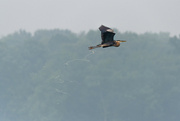 28th Jun 2023 - Heron over water