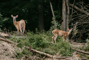 17th Jul 2023 - We saw this Mama and Her baby on our walk