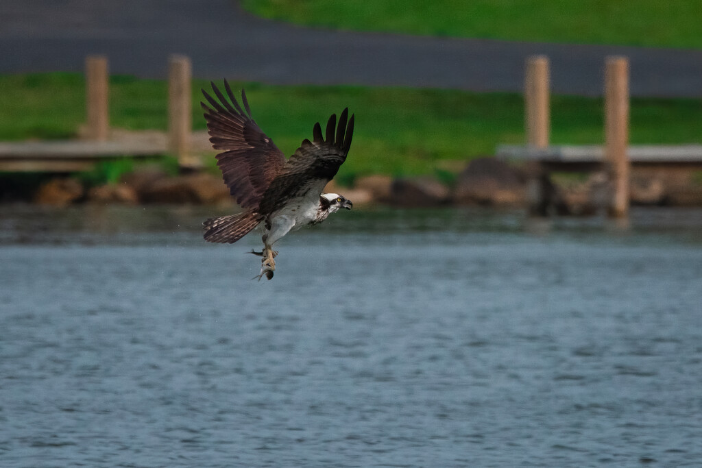 Osprey catching dinner by mistyhammond