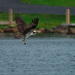 Osprey catching dinner by mistyhammond