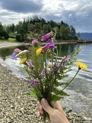 26th Aug 2023 - Norwegian flowers