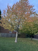 15th Nov 2023 - Autumn Leaves 