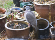 19th Nov 2023 - pigeon