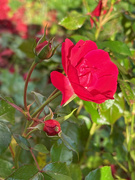 15th Nov 2023 - Red Rose in the Sun