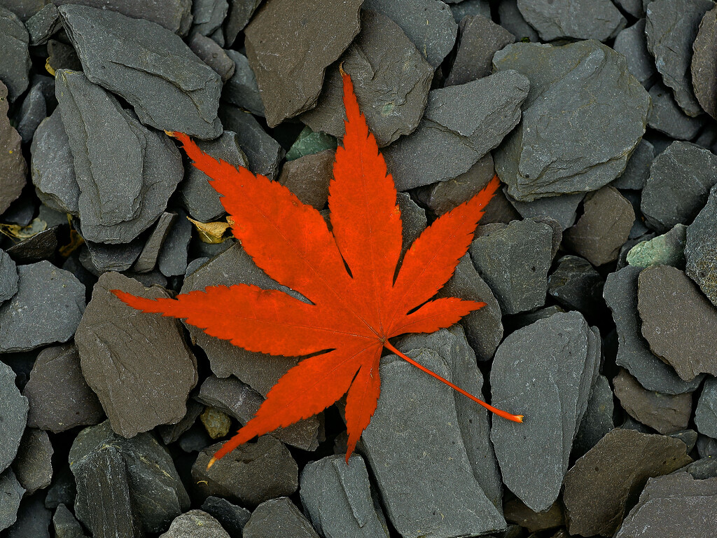 Acer leaf on a slate path.......946 by neil_ge