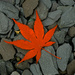 Acer leaf on a slate path.......946 by neil_ge