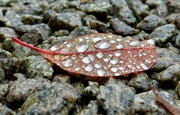 19th Nov 2023 - Raindrops on a leaf