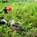 Galapagos-frigatebird by 365projectorgchristine