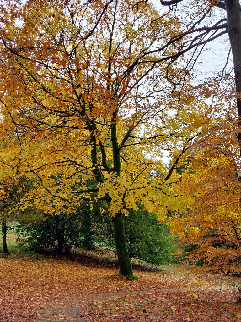 Threave Gardens  by samcat