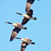 Geese by bobbic