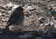 17th Nov 2023 - who doesn't love a robin