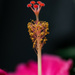 Hibiscus  by mistyhammond