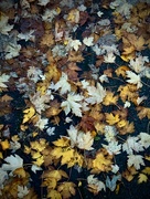 19th Nov 2023 - Fallen Leaves