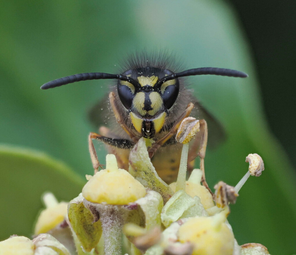 The last Wasp by jesika2