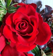 18th Nov 2023 - Rose for Remembering 