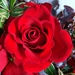 Rose for Remembering  by countrylassie