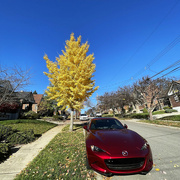 18th Nov 2023 - The Car & The Tree