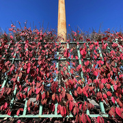 19th Nov 2023 - The Pole & The Red Leaves
