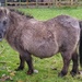 Thelwell Pony by 30pics4jackiesdiamond